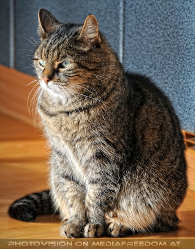 Katze in menschlicher Obhut - Pix 02