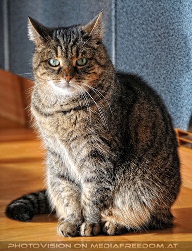 Katze in menschlicher Obhut - Pix 01