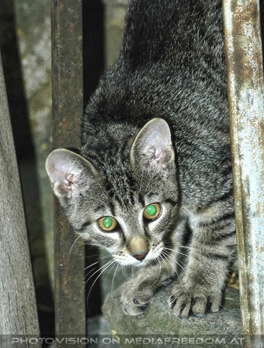 Abstieg auf leisen Pfoten