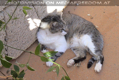 Castalia Park Hotel 03