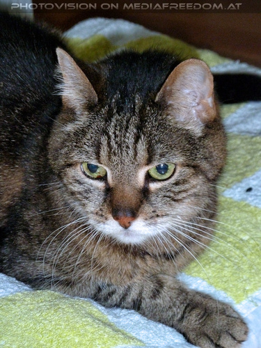 Ruhe in Frieden geliebte Jeanny 1