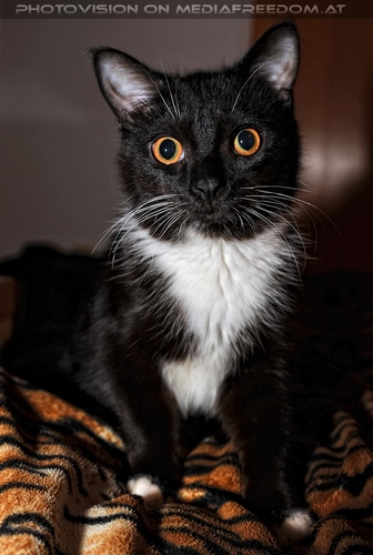 Ebony und der Christbaum 02