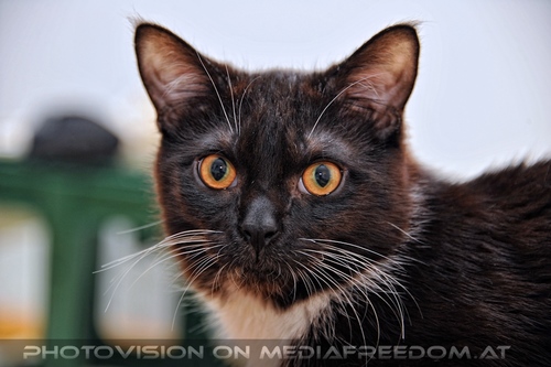 Ebony und der Christbaum 04