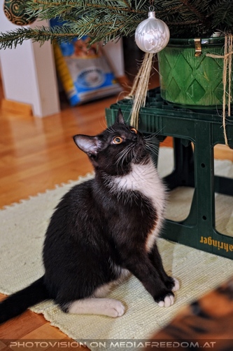 Ebony und der Christbaum 07