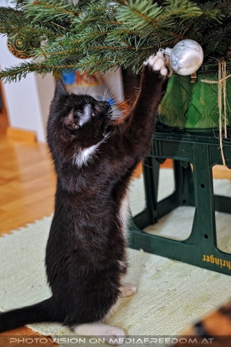 Ebony und der Christbaum 08