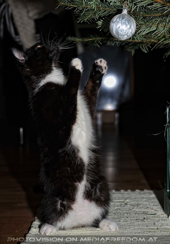 Ebony und der Christbaum 10