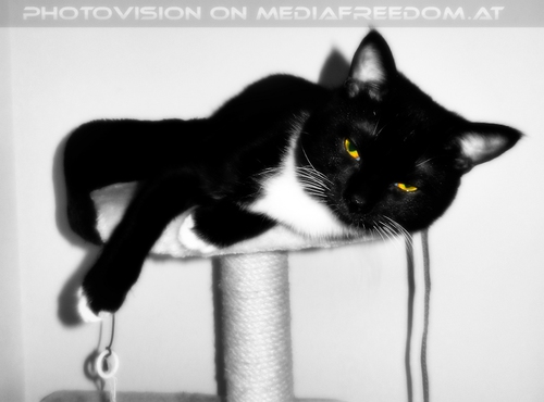 Herumh�ngen: Ebony