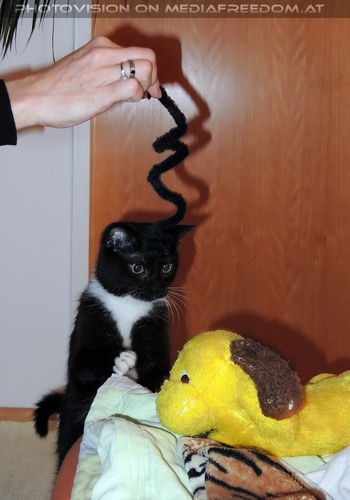 Kater und Hund: Ebony