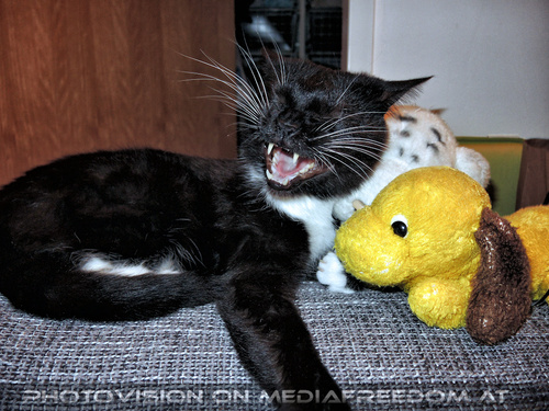 Katzenmorgen 1: Ebony