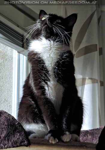 Special mood 07: Ebony