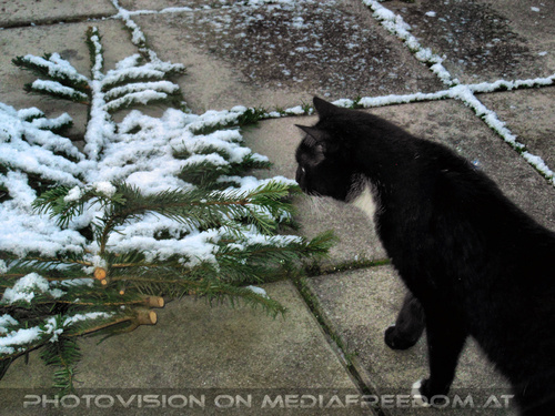 WinterlichT 02: Ebony