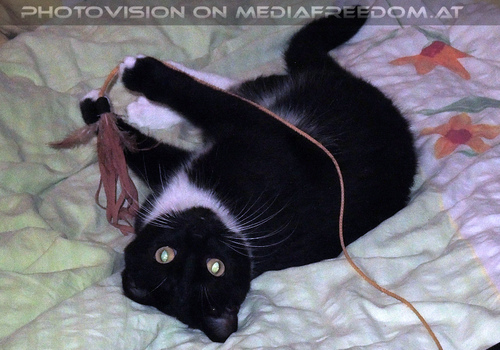 Ebonys Spielenachmittag 10