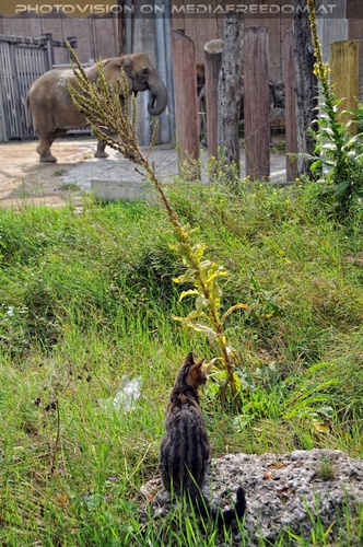 Elefant und Katze
