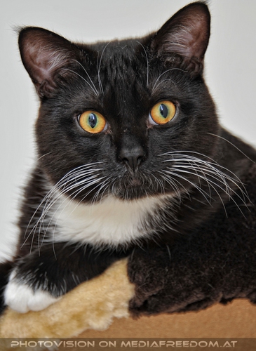 Erstaunter Kater Ebony