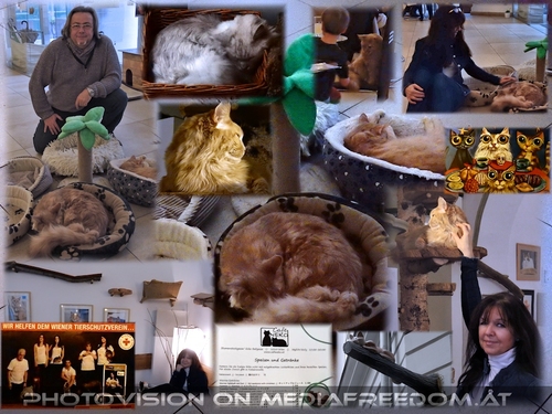 Wiens erstes Katzencafe