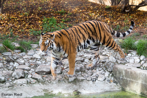 Sibirischer Tiger: Florian Riedl