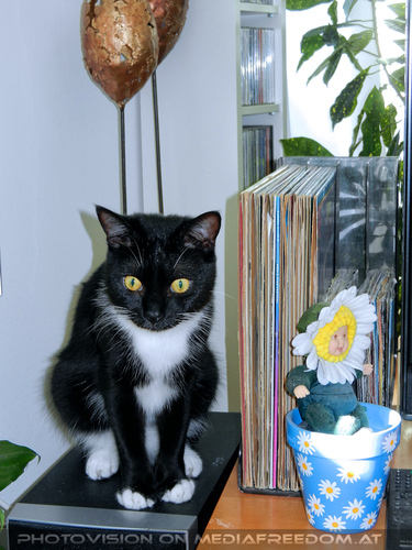 Good Morning Ebony 7