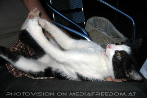 Die Partykatze 04