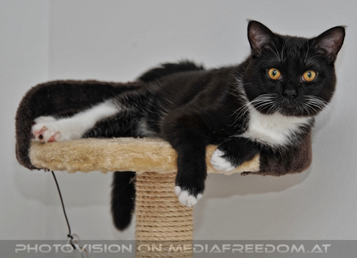 Himmlischer Kater Ebony