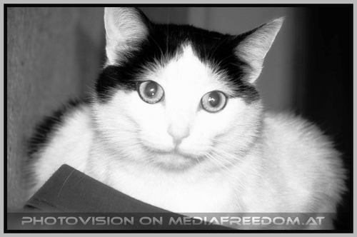 In Memoriam Schuschu 04