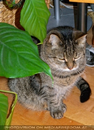 Katzenheim 2: Jeanny