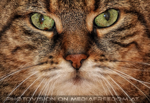 Katze in menschlicher Obhut - Pix 14: Jeanny