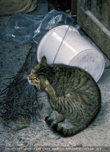 Wo a Toi do a Beag 10