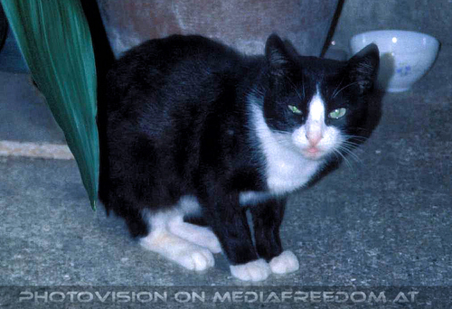 Al lago dei cigni 19