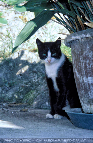 Al lago dei cigni 20