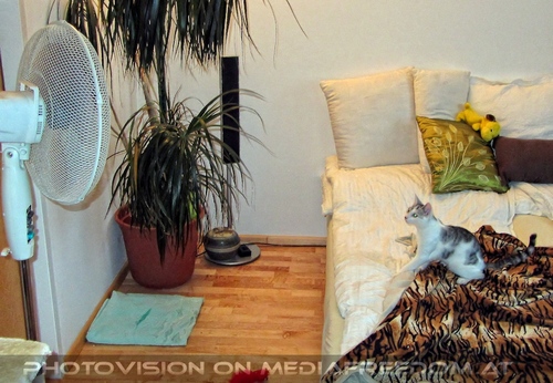 Abk�hlung suchen 11: Katerchen