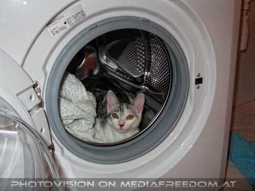 Abk�hlung suchen 13: Katerchen