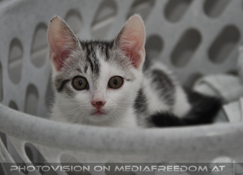 Hallo Kleiner: Katerchen