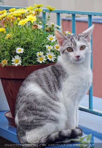 Katzenidylle vorm Urlaub