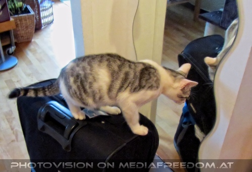 So, Koffer gesperrt: Katerchen