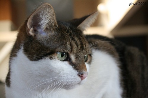 Einfach nur sch�n: Katze Ginger