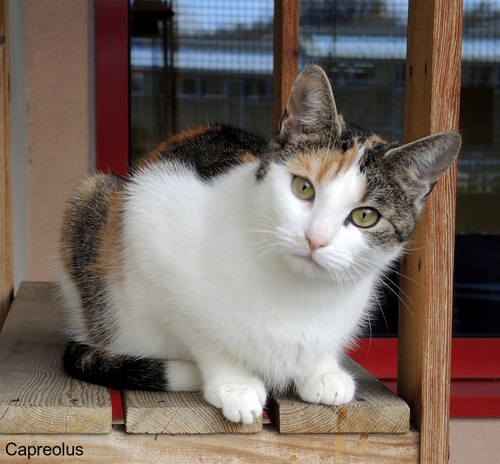 Bitte hol mich ab !: Katze / Kater