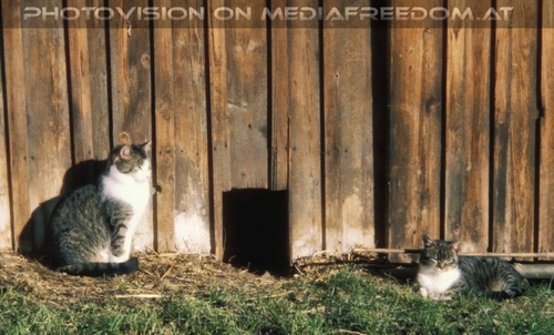 Katzen Solarium - Schindlhof