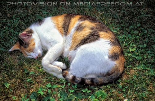 Katzenmama ruht sich aus