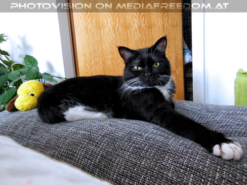 Lebenskater Ebony 07