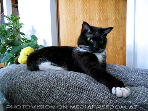 Lebenskater Ebony 10