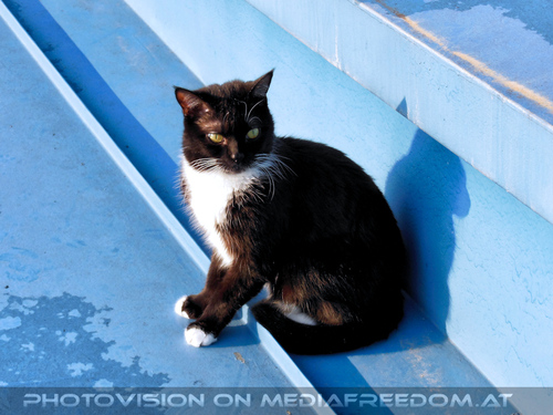 Lebenskater Ebony 11