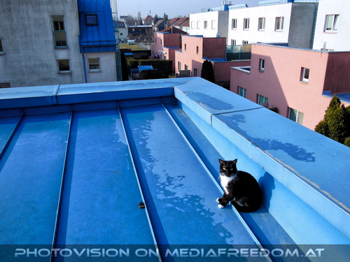 Lebenskater Ebony 12