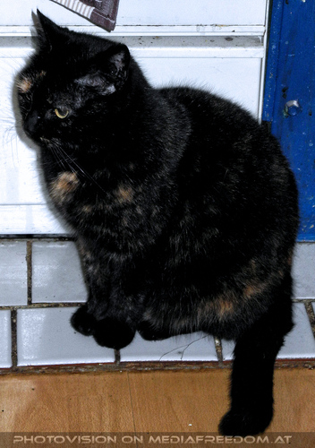 Holiday Meeting 01: Madu