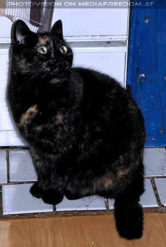 Holiday Meeting 11: Madu