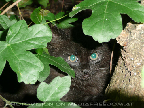 Blue eyes, babys got...