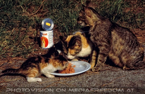 Mangiare ai gatti 4