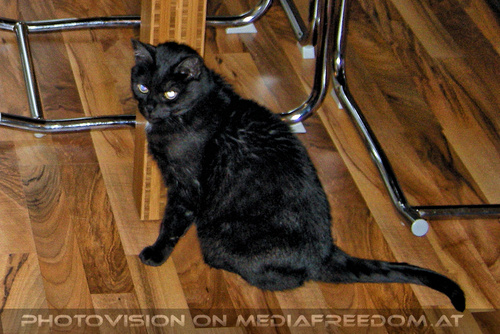 Neighbour cat care 1