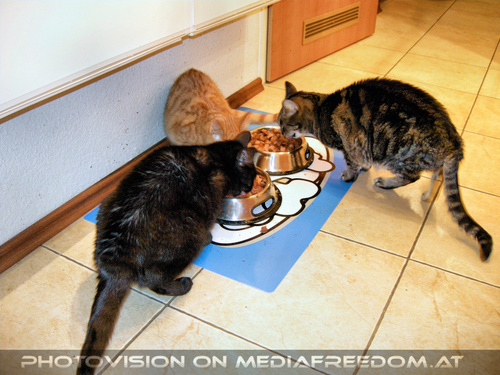 Neighbour cat care 3