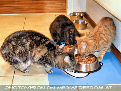 Neighbour cat care 4