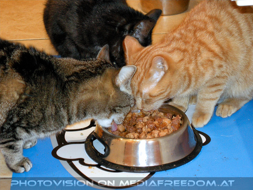 Neighbour cat care 5